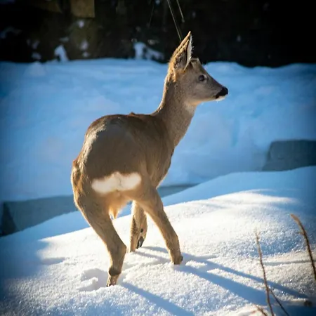 Sumptuous In Chamonix-mont-blanc