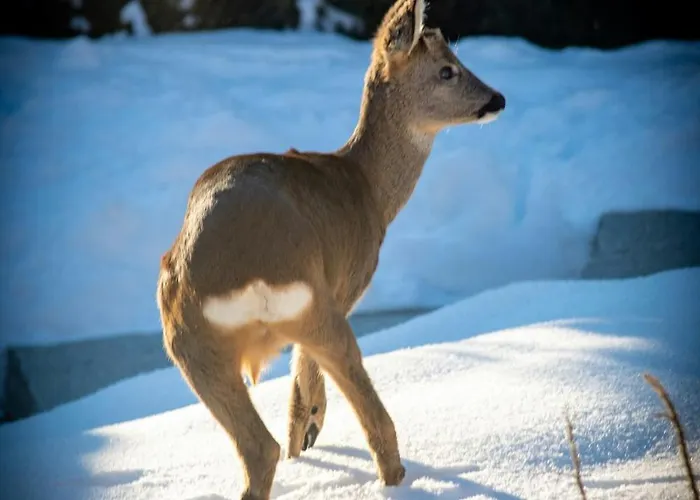 Sumptuous In Chamonix-mont-blanc